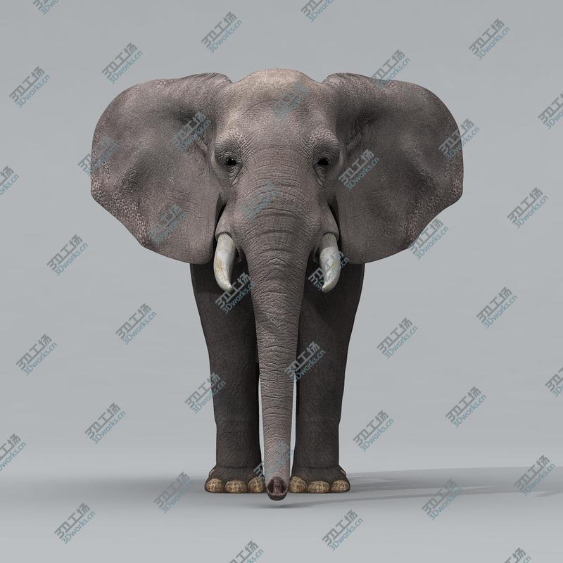 images/goods_img/202105072/African Elephant/5.jpg